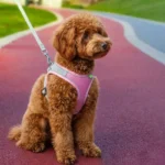 Adjustable Soft Mesh Pet Harness with Leash Escape-Proof Reflective Dog Walking Vest for Small and Medium Cats Puppies - Image 6