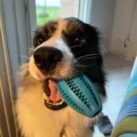 Pet Dog Chew Toys Teeth Cleaning Snack Ball Pet Dog Toy Ball Natural Rubber Super Tough Interactive Bouncy Pet Supplies - Image 3