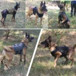 Tactical Military Vest Pet German Shepherd Golden Retriever Tactical  Training Dog Harness and Leash Set For All Breeds Dogs - Image 5