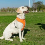 Lightweight Breathable Mesh Dog Harness - Image 6