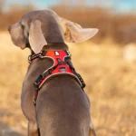 Reflective Padded Dog Walking Harness - Image 6