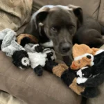 Stuffing-Free Squeaky Animal Dog Toy - Image 5
