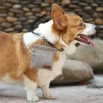 Portable Dog Treat Training Pouch - Image 4