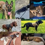 Tactical Dog Harness, Collar & Leash Set - Image 6