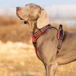 Reflective Padded Dog Walking Harness - Image 5